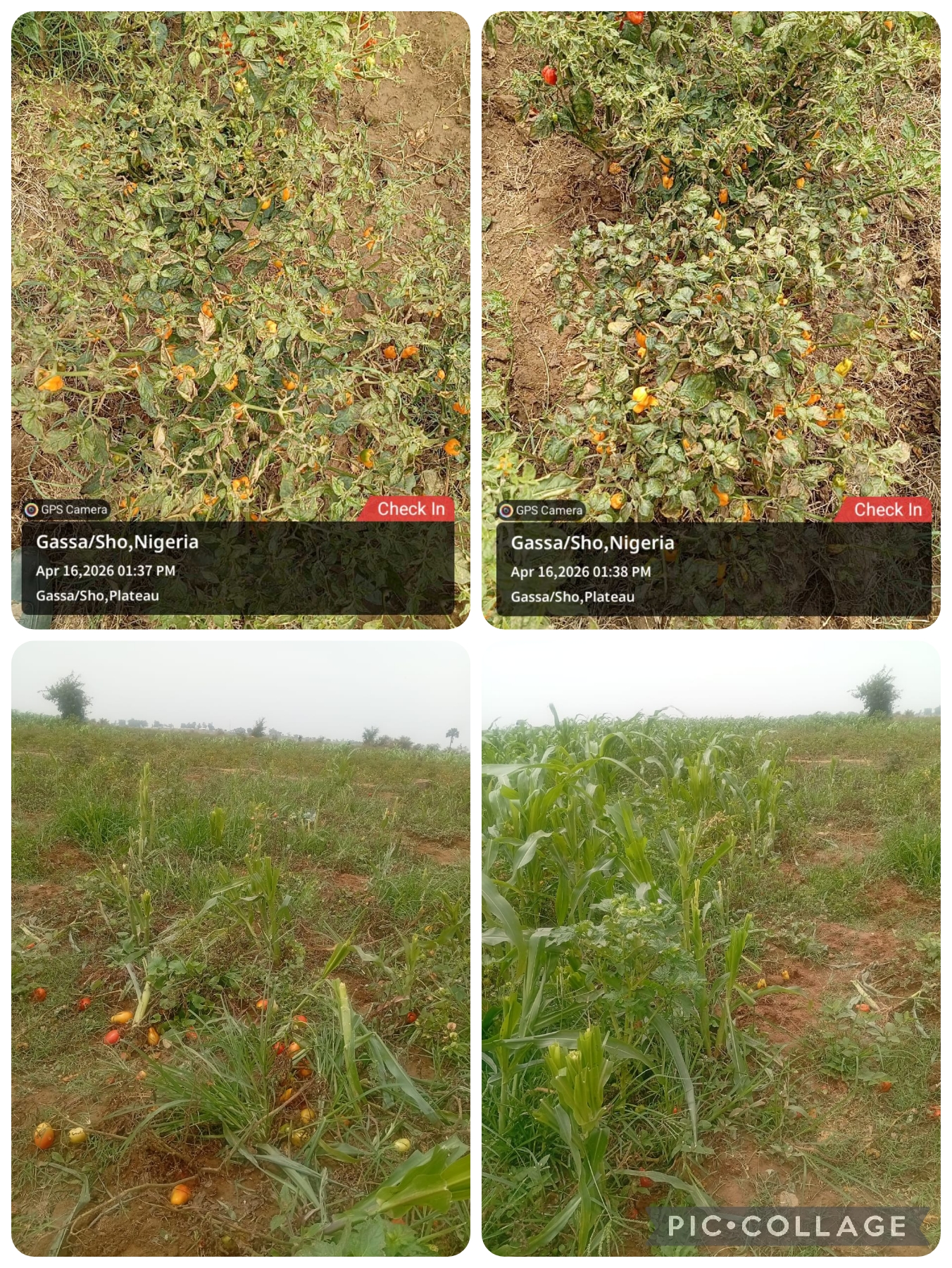 Over Four Hectares of Farmland Destroyed in Midnight Attack in Plateau Community