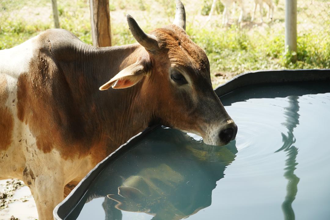 Sahel ‌⁠‌‍‍⁠⁠‌⁠⁠⁠‍‌‌‌Consulting trains 11,099 Plateau farmers on dairy practices